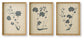 Ashley Express - Huddwick Wall Art Set (3/CN)